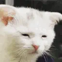 Whiteout avatar